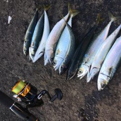 ジグサビキでアジやサバ